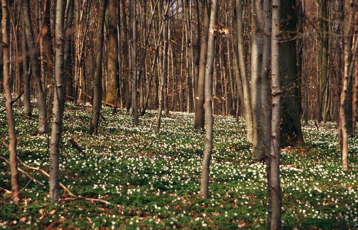 Was bedeutet Nachhaltigkeit? Frühlingsgeophyten: Buschwindröschen (Anemone nemorosa) (Quelle: CHRIST, K.-D.