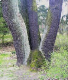 Hier steht ein imposanter und in seiner Wuchsform seltener Vierling. Dieser Baum soll so alt sein wie das Forsthaus selbst.