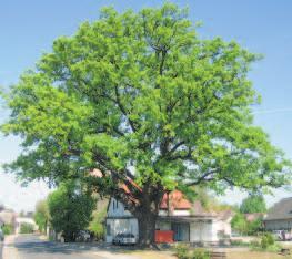 wordensind.dieeicheansichgiltschonimmer als typisch deutscher Baum und war auch eines der Wappenpflanzen des Fürsten von Bismarck.