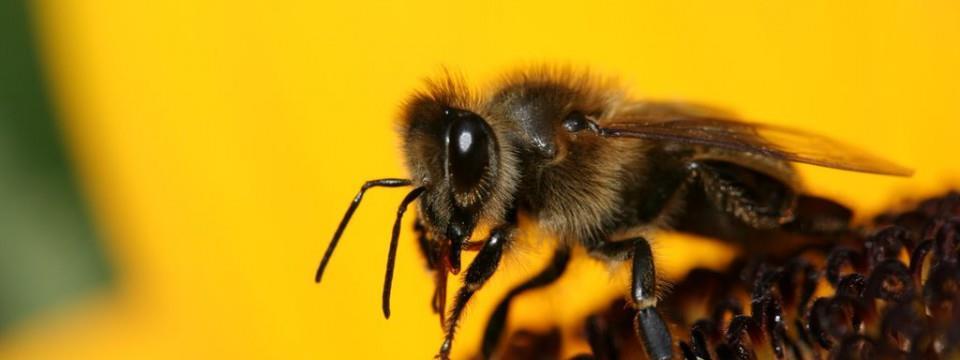 - 2 - Der Bienenzüchterverein Fricktal immer aktuell