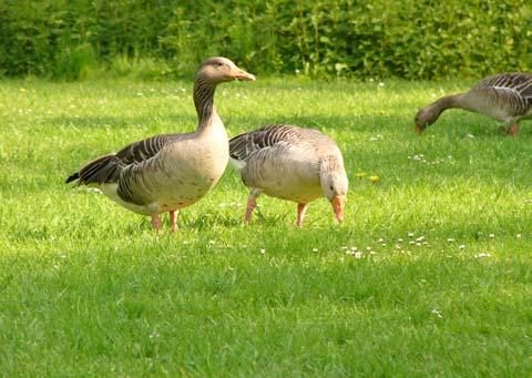 Naturschützern angewiesen.