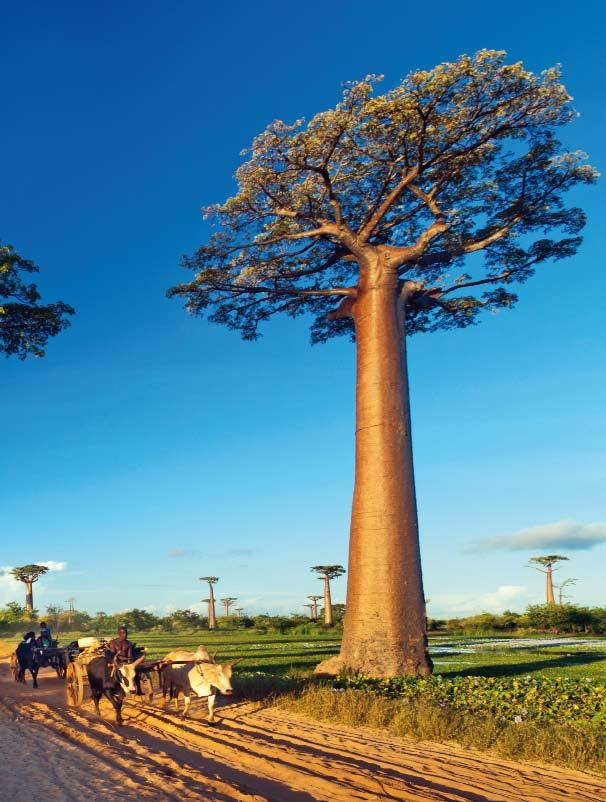 Baum- Bilder Naturfotografie Große alte Bäume sind lebende Naturdenkmäler voller Symbolkraft und Stärke.