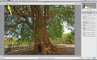tipp Die wichtigsten Baumbilder-Korrekturen in Photoshop A Geraderichten: