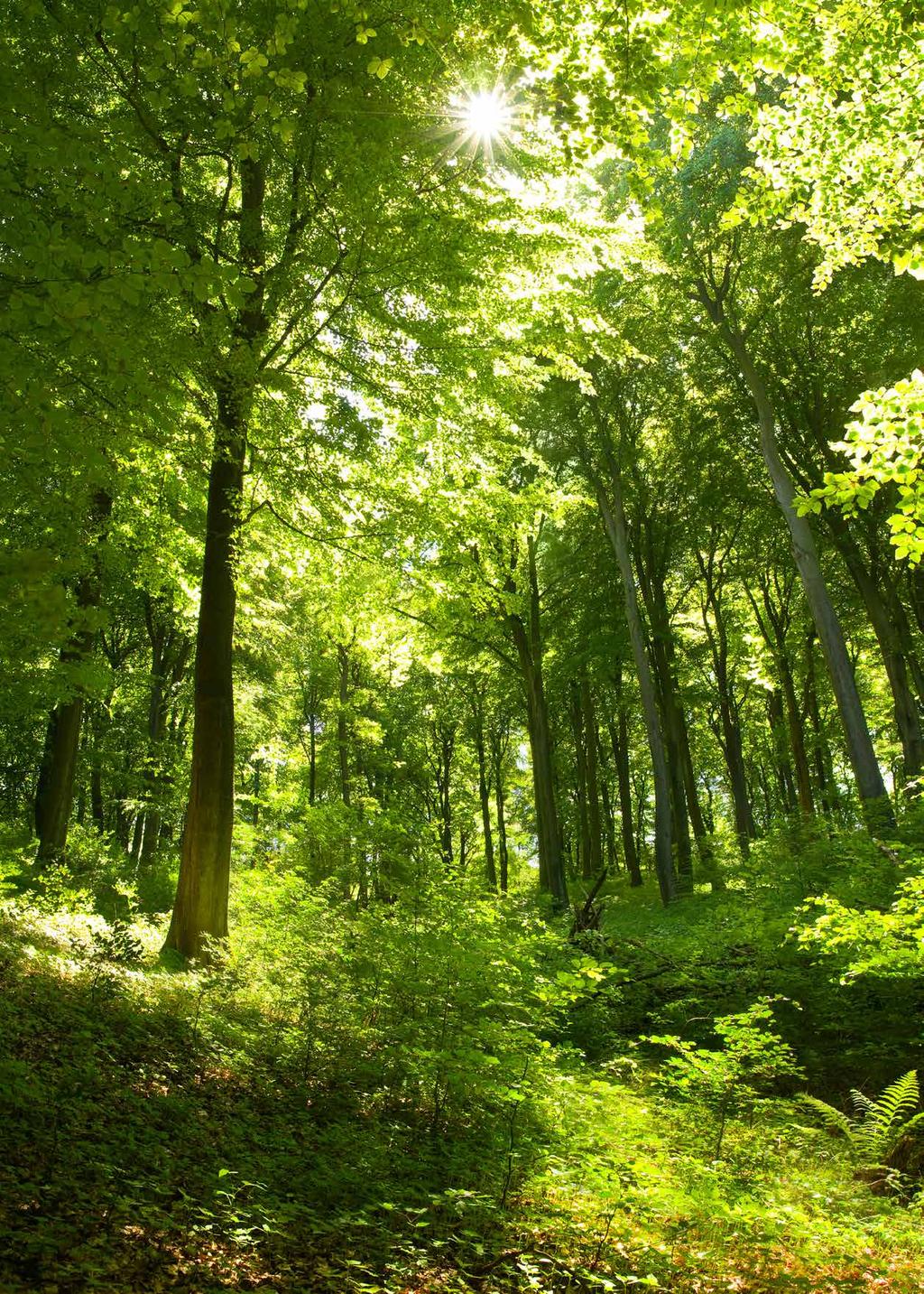 Inhalt Rubrik Seite 3 Massiv Füllungstüren gerade MG 18 Massiv Holz-Glastüren 22 Massiv Normtüren VN 26 Holzarten und Oberflächen 30 Verglasungen 31 3 Türdrücker 32 Modellübersichten 34 Zargen