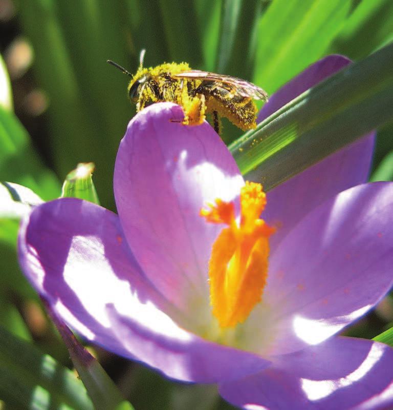 Eine fleissige Pollensammlerin auf einem Krokus. WICHTIGE PFLANZENFAMILIEN In der Schweiz gibt es weit über 100 Pflanzenfamilien.