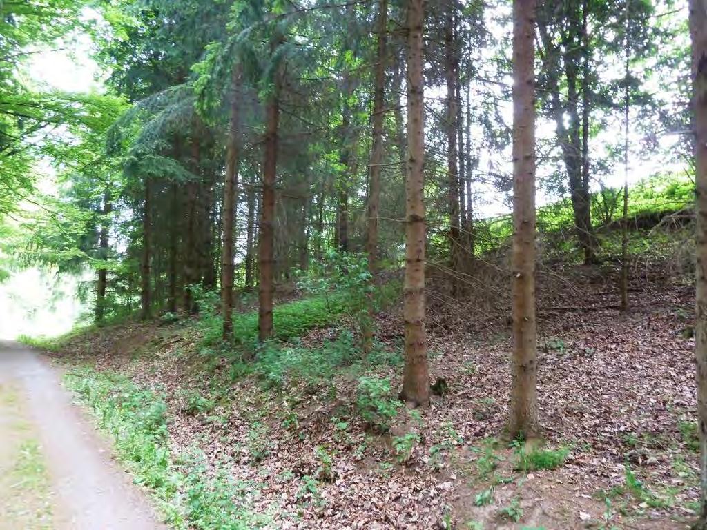 Seite: 21 3.6. Flst. 2398 Vorderer Mühlbach Wald-/Forstwirtschaftliche Fläche 1.