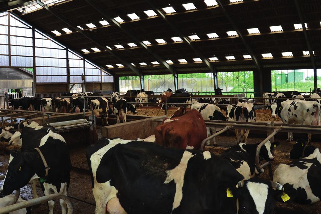 Praxisbeispiele Als gute Beispiele für GVO-freie Fütterung in Hochleistungs- Dort wurde die letztmalig im April 2013 Soja gekauft und bis herden können die Milchviehherden der Technischen Hoch- Juli