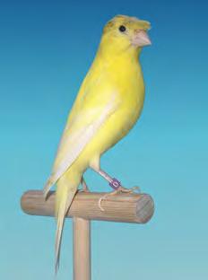 Gefordert ist ein schlanker (nicht dünner) und zierlicher Vogel, dessen Brust und Rücken leicht gerundet sind (kein Gloster-Typ).
