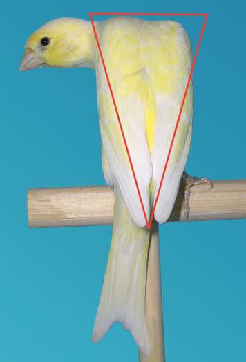 Bewertung der Positionen Haltung und Form machen. Das Punkten der übrigen Bewertungspositionen kann dann auf dem Bewertungstisch erfolgen, ohne dass der Vogel die Arbeitshaltung zeigt.