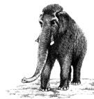 Versuche die Zeichnungen unten zu ergänzen. 6 Waldelefant Mammut...... Steppenelefant.