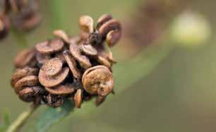 Die Samen der Luzerne stecken in markanten spiraligen Hülsen Inhaltsstoffe der Luzerne-Frischmasse 100 g frisches Blattgut enthalten: Wasser Kohlenhydrate Eiweiß Fett