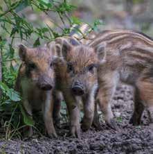 Wildackereinsaaten Natur - der Lebensraum des Wildes Durch die Veränderungen unserer Agrarkulturlandschaft im Laufe der Zeit nimmt der Lebensraum für Wild und Insekten stetig weiter ab.