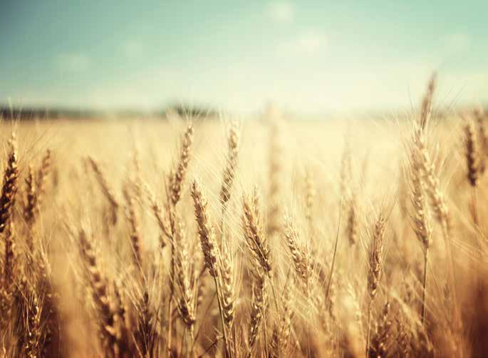 Untersaaten in Getreide Für den Extraschnitt im Jahr Gründecke Für Untersaaten im Getreide sind im Wesentlichen alle Gräser- und Kleearten und deren Mischungen geeignet.