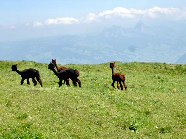 Buonas Auf der Rigi Kulm war ich nicht ganz alleine: Neben vielen