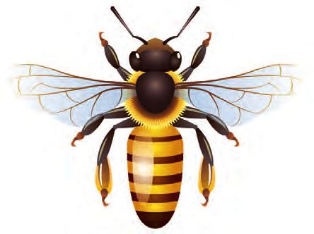 4 apropos Elbtal Ausgabe 19 Mai 2016 Bienenprodukte helfen heilen Blumen Dapprich Da blüht dir was!