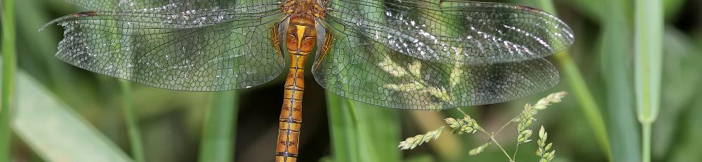 Die Keilflecklibelle besiedelt im Allgemeinen größere, stehende oder langsam fließende Gewässer, dabei scheint sie