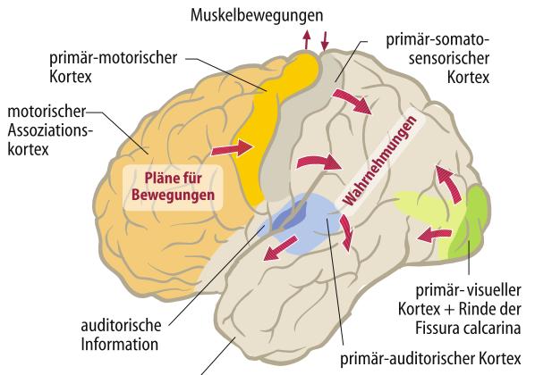 Funktionelle Architektur des Gehirns Impulskontrolle Handlungsplanung Emotionale Hemmung