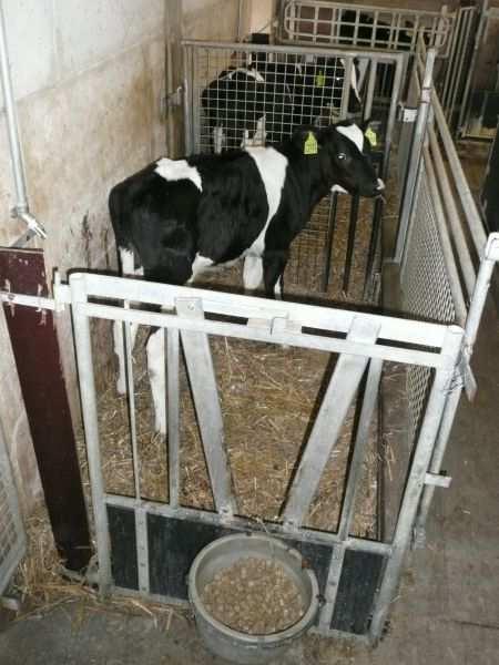 Artgemäße Rinderhaltung Februar 2018 KLV-