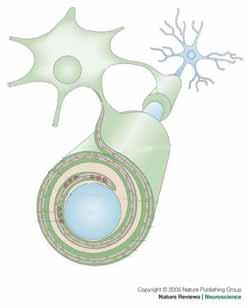 OL myelin 200nm Axon Axon-Glia Kommunikation 200nm Neuronale Aktivität