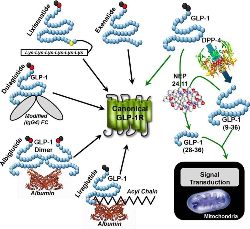 Ussher JR et Ducker DJ, Circulation Research. 2014;114:1788-1803 Glucagon-like peptide-1 (GLP-1) enzymatic cleavage, GLP-1 metabolites, and GLP-1 receptor (GLP-1R) agonists.