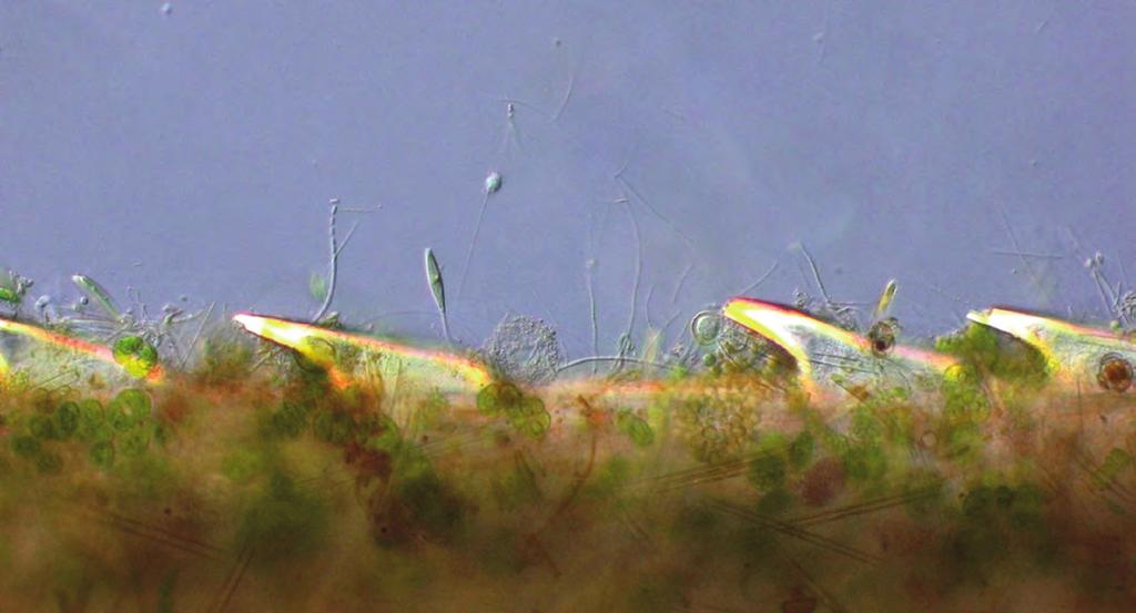 Auf dem untergetauchten Blatt eines Grases waren genügend Organismen für hunderte Fotos. Dieses Bild zeigt den Blattausschnitt als Überblick im Stereomikroskop.