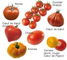> Hochsaison für Tomaten Qualität und Quantität sind formidabel.