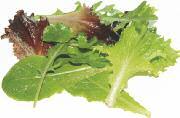 > Baby-Leaf Salate : Jetzt Start in die neue Saison Die Saison für Prince de Bretagne Baby-Leaf Salate hat im Mai begonnen und wird bis Mitte November andauern.