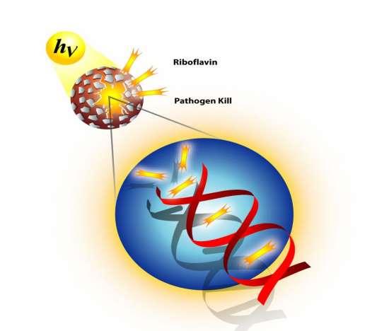Pathogeninaktivierung MIRASOL Wirkungsmechanismus Riboflavin Komplexe mit DNA UV Licht