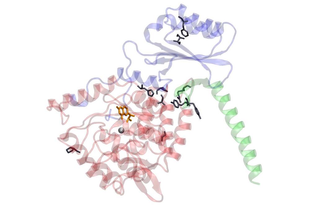 Der molekulare Phänotyp varianter PAH Proteine F55L