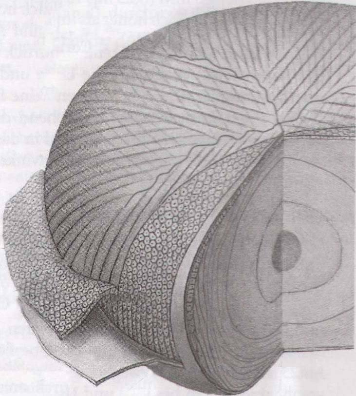 Linsenepithelium Polus