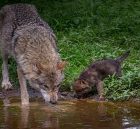 Erkundungsplatz 4 Wölfe Auf Deinem Plan vom Park findest Du unser Wolfsgehege Geh dort hin und beobachte unsere Wölfe. Aufgabe 1: Wie heißen die Kinder der Wölfe?