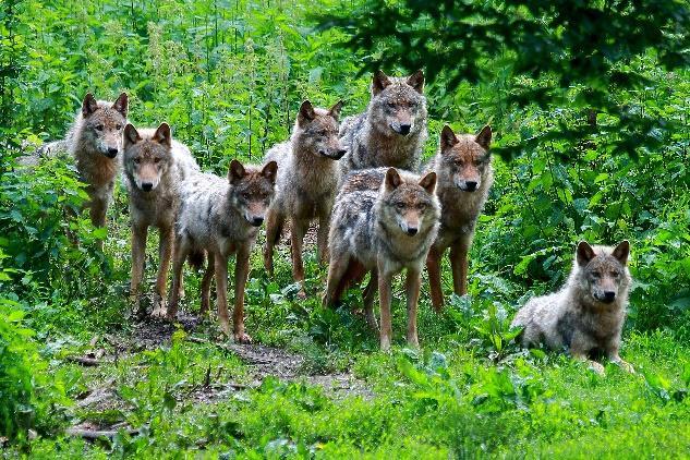 Aufgabe 3: Wölfe leben in einer bestimmten Rangordnung. Woran erkennt man in einem Rudel den Alpha-Wolf?
