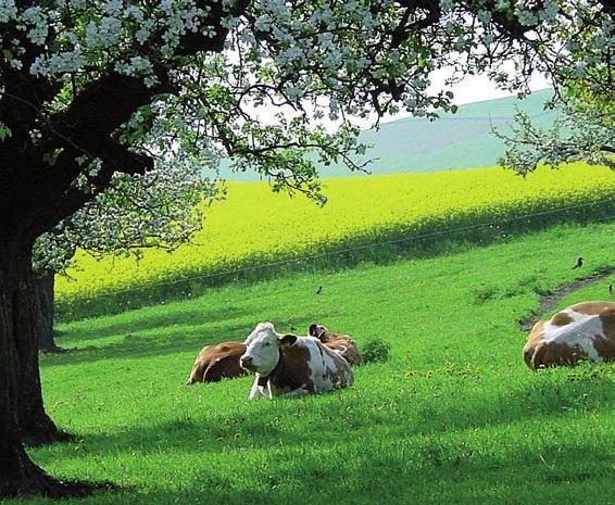 Abb. 5. Das Wohlergehen der Tiere ist der Schweizer Bevölkerung wichtig. Weidetiere sind zudem ein attraktiver Bestandteil der Landschaft.