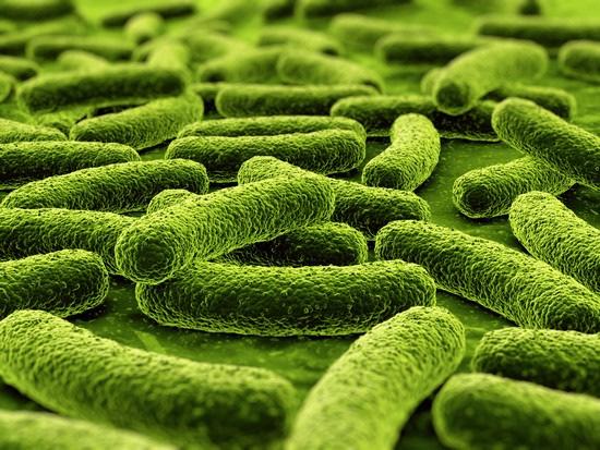 Aspekt Bakterien 10 000 000 Arten 98 % sind für den Menschen
