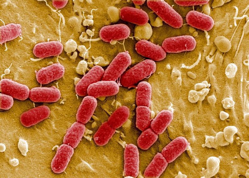 Bakterien können leben mit oder ohne Sauerstoff mit oder ohne