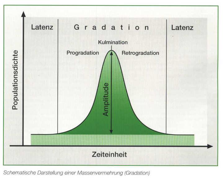 Populationsdynamik: zyklisch