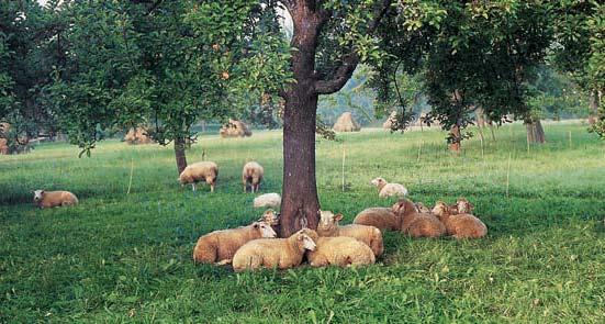Inhalt 3 Schafe ruhen sich gerne unter Obstbäumen aus. Mähzwischennutzung wird hier mit Reutertrocknung realisiert.