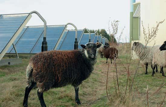 Aufbau einer Schafhaltung 5 Aufbau einer Schafhaltung Schafe waren in der Vergangenheit für den Menschen ganz wichtige Lieferanten für Produkte zur Ernährung und Bekleidung.