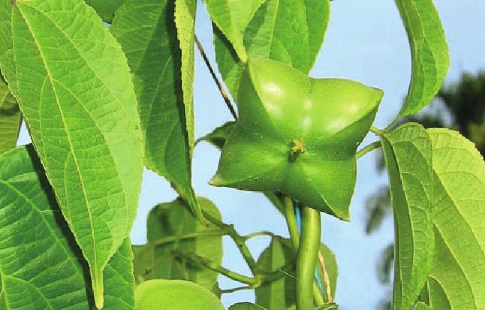 * Sacha Inchi (Plukenetia volubilis), auch als Inca Inchi oder Inka-Nuss bekannt, ist eine krautartige Rankpflanze aus