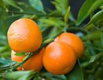 Mandarine rot ( Citrus reticulata,citrus madurensis) n n n n n Gewinnung: Kaltpressung der äußeren Schalenschichten Herkunftsland: Italien, Spanien, Frankreich Farbe des Öls: gelblich orange bis