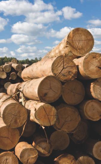 holzlieferant Zukunft hat, was nachwächst Holz aus heimischen Wäldern ist ein nachhaltig hergestellter Rohstoff von hoher Qualität und mit einer unschlagbaren