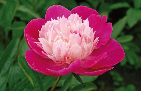 Jetzt aktuell: über 100 Neuigkeiten! Pfingstrose Santa Fe Pfingstrose die Kaiserblume! Die Pfingstrose, eine der schönsten Blumen der Welt, bereichert unser Sortiment ab dem 13. Mai!