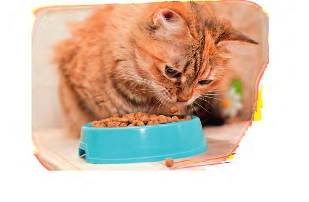 GESUNDES UND LECKERES Katzentrockennahrung 400 g Beutel, Für kleine Stubentiger Katzen brauchen etwa 12