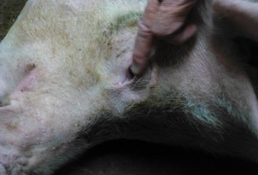 geführt wird. Richtung: schwanzwärts (siehe Bild) Hinweis: Die Zerstörung des Rückenmarkes ist beim Schwein schwierig.