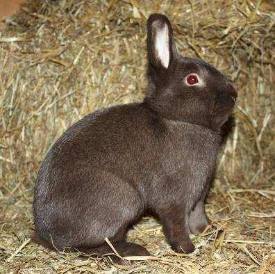 Wo werden Kaninchen gezüchtet? Unterschied Hav/Franz. Französische Franz.