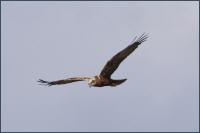 Rohrweihe (Circus aeruginosus) sehr selten Rohrweihe Der Name Rohrweihe deutet auf den typischen Brutplatz dieses Greifvogels hin: Das Nest wird, wie bei allen Weihen, auf dem Boden gebaut, und zwar