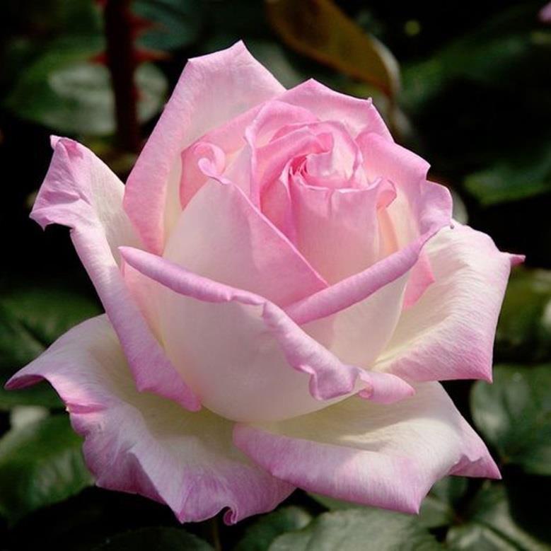 Princesse de Monaco crèmeweiss, Rand rosa stark gefüllt 13-14, meist einzeln zart normal kurz, rundlich aufrecht, breitbuschig, dicht mittelgross, mittelgrün, stark glänzend 70 cm 50 cm nicht