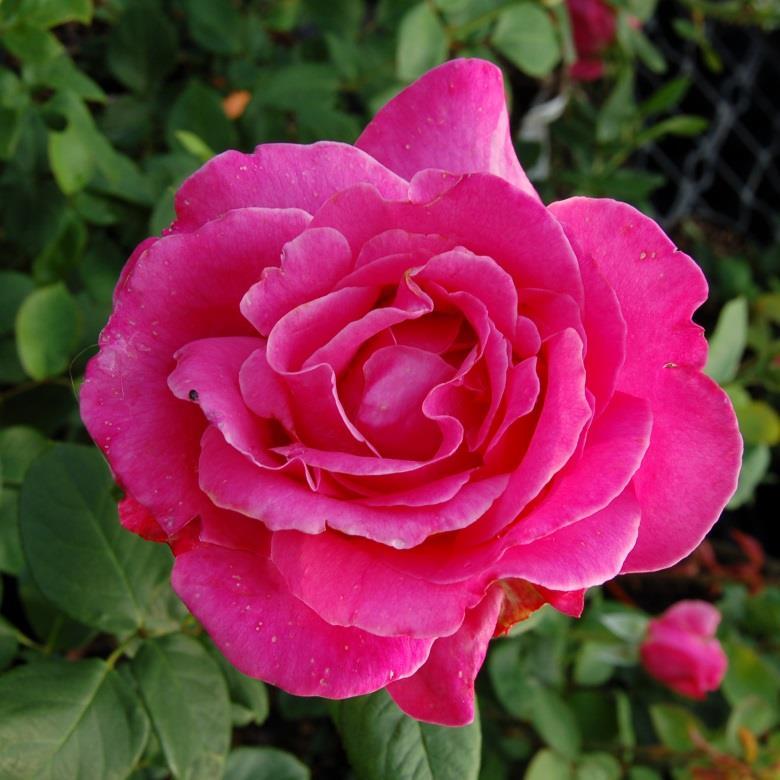 Caprice de Meilland Romantik-Rose violettrosa gefüllt, 22-30 Petalen 8-10, meist einzeln stark spitz, oval stark, aufrecht, gut verzweigt mittelgross, mittelgrün,leicht glänzend 100 cm 50 cm nicht