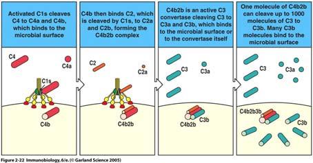 Klassischer Weg: Generierung von C3-Konvertase (=C4bC2b)