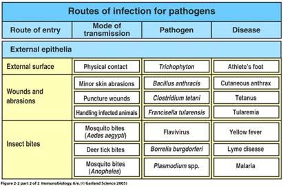 Körper gelangen Pathogene